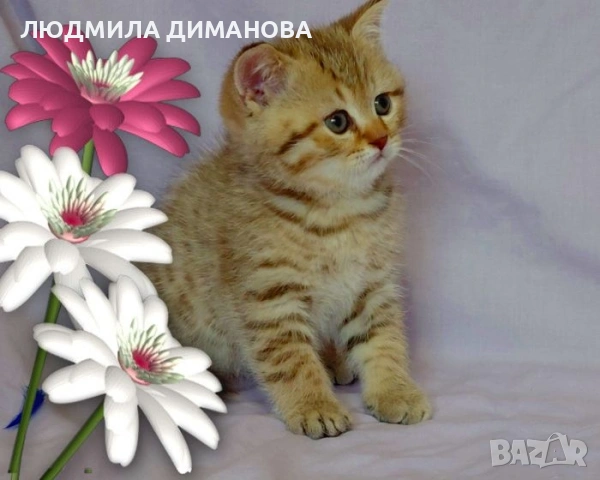 Шотландски мъжки. , снимка 3 - Британска късокосместа - 53587525