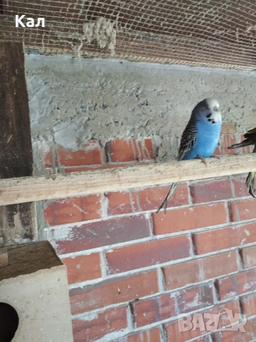 Вълнисти папагали, снимка 4 - Папагали - 53846560