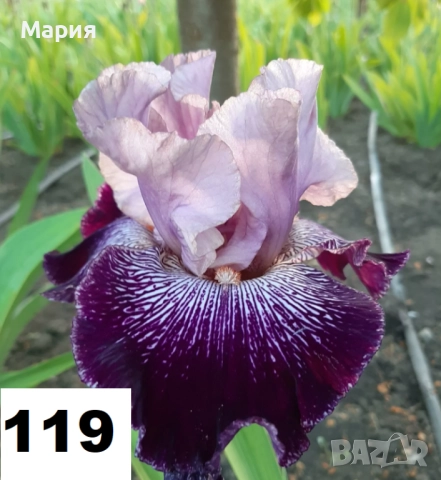 Сортови вискоки ириси /брадати ириси, снимка 17 - Сортови семена и луковици - 46410628