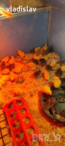 продавам пъдпъдъци , снимка 4 - други­ - 53825400