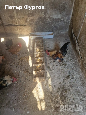 продавам заменям петлета джинки , снимка 2 - Кокошки и пуйки - 53522399