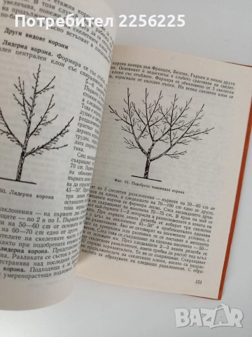 Резитба на овощните растения, снимка 2 - Специализирана литература - 52848996