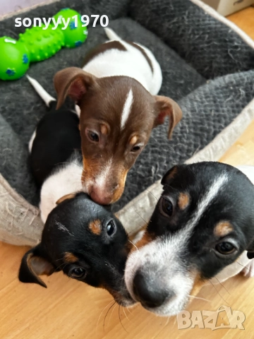 ДЖАК РЪСЕЛ ТЕРИЕР-ЖЕНСКО 1БР 0111251804, снимка 11 - Джак ръсел териер - 52257338