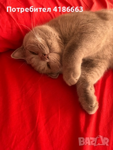 Британска късокосместа цвят люляк за разплод , снимка 4 - Британска късокосместа - 52412010