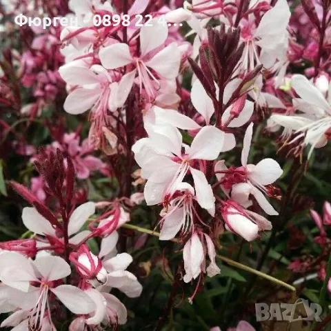 Гаура (Gaura lindheimeri), снимка 2 - Разсади - 55968627