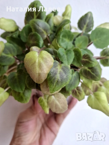 Мини сентполия трейлър, trail along, снимка 3 - Стайни растения - 53592066