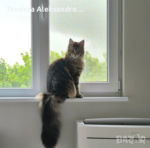 Търсим си партньор - мъжки Мейн Кун , снимка 3 - Мейн кун - 51291389