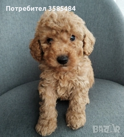 Mini poodle/Мини пудел , снимка 3 - Пудели - 53463482