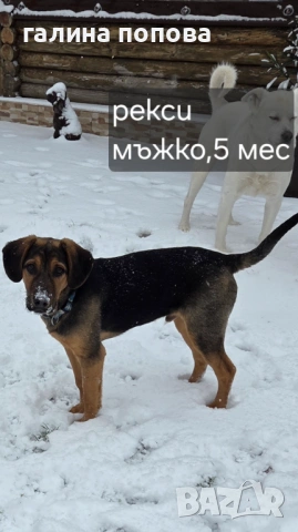 Търся стопани на кученца, снимка 6 - Други - 53074703