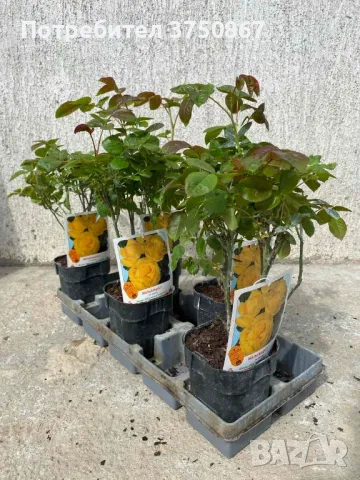 🌹 РОЗА 🌹 MICHELANGELO ® Meitelov 🌹, снимка 7 - Градински цветя и растения - 49671901