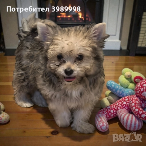 Момче Малтипо, снимка 2 - Други - 52815206