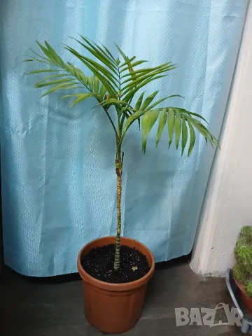 Хамедорея 85см.