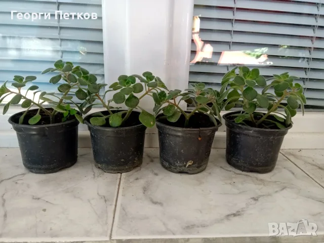 Дървото на Парите (Айхризон), около 15 - 20 см.- 10 €/бр.