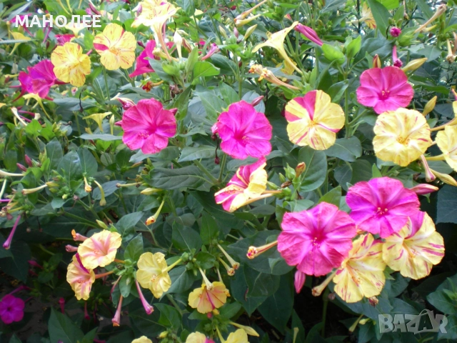 МИРАБИЛИС, снимка 1