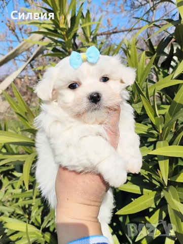 предлагам малтийска болонки , снимка 5 - Болонка - 53652977