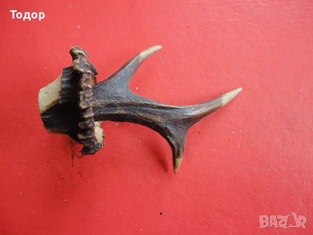 Рог рога закачалка , снимка 2 - Антикварни и старинни предмети - 52639649