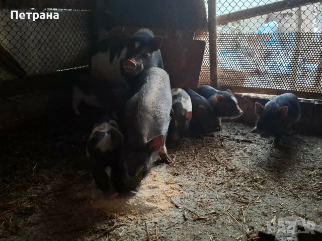 Виетнамски прасета 