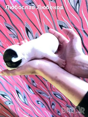 Френски булдог , снимка 3 - Френски булдог - 53639444