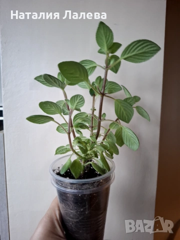 Стрептокарпела, streptocarpella, снимка 4 - Стайни растения - 53591674