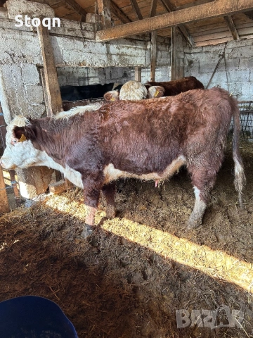 Продавам Мъжки Телета, снимка 3 - Крави - 53762475