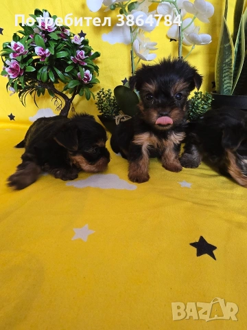 мини йоркширски териер, снимка 5 - Йоркширски териер - 53337473