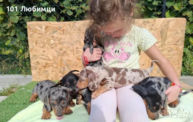 Дакели мерле, снимка 3 - Дакели - 47454831