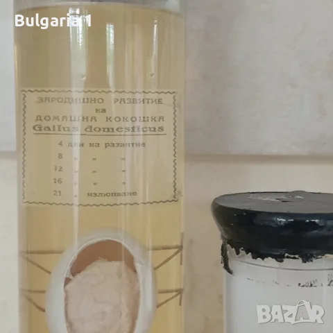 консервирани препарирани влечуги в стъкло, снимка 5 - Други ценни предмети - 55942072
