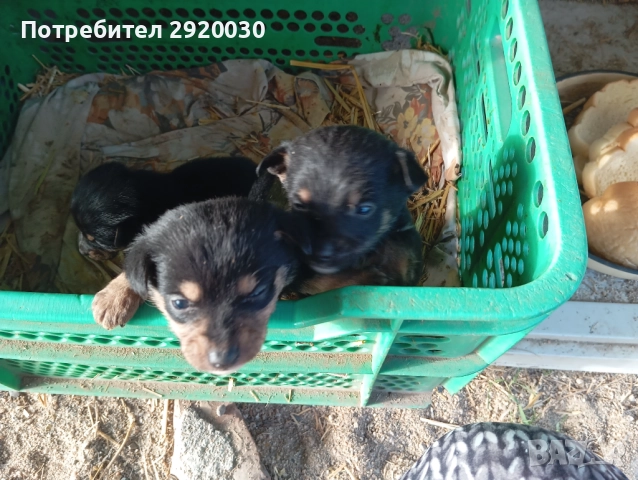 Кученца, снимка 4 - Други - 52457574