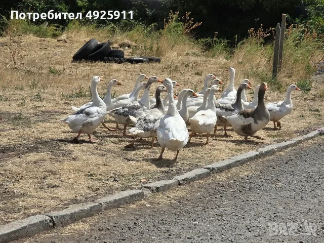 Продавам Гъски мъжки и женски, снимка 3 - Патици и гъски - 55751525