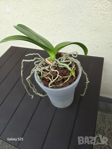 орхидея phalaenopsis violet queen, снимка 4 - Стайни растения - 56056967
