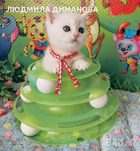 Шотландско мъжко. , снимка 7 - Британска късокосместа - 53768591