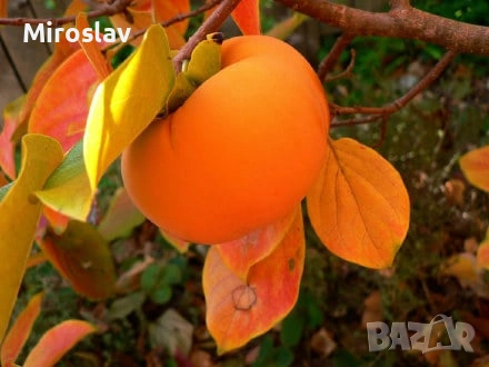 Райска ябълка (Сорт-Фую)-Без танин, снимка 7 - Градински цветя и растения - 52221764