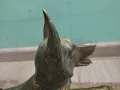 Статуетка белгийска овчарка, снимка 2