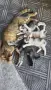 Подаряваме прекрасни малки котенца, снимка 2