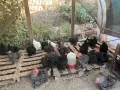 Продавам красиви млади птици от породата Мини Кохин!, снимка 1