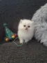 ШЕПИЧКА ЛЮБОВ.УНИКАЛНИ КОТЕНЦА, снимка 1