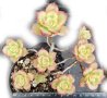 Еониум (Aeonium decorum variegata, Aeonium kiwionium), вкоренено сукулентно растение, снимка 1 - Стайни растения - 41480109