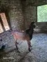 Продавам англонубийски пръч , снимка 5
