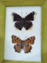 Пеперуди. Препарирани. Рамка. Естествени. Пеперуда , снимка 2
