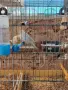 Продавам канарчета!, снимка 9