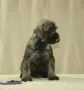 Среден Шнауцер женски кученца, снимка 4