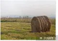 Ечемик пшеница и царевица , снимка 8
