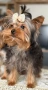 Йоркширски териер , снимка 3