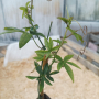 Пасифлора, Passiflora caerulea, снимка 5
