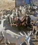 Продавам ярета сукалчета, снимка 4