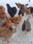 Предлагам разплодни яйца от свободни кокошки ,различни породи,гледани заедно., снимка 3