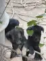 Подарявам кученца на 1 месец, снимка 4