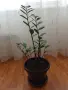 Замиокулкас цвете, снимка 2