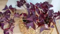 Оксалис Oxalis Triangularis , снимка 3