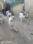 петлета колумбийска брама , снимка 1